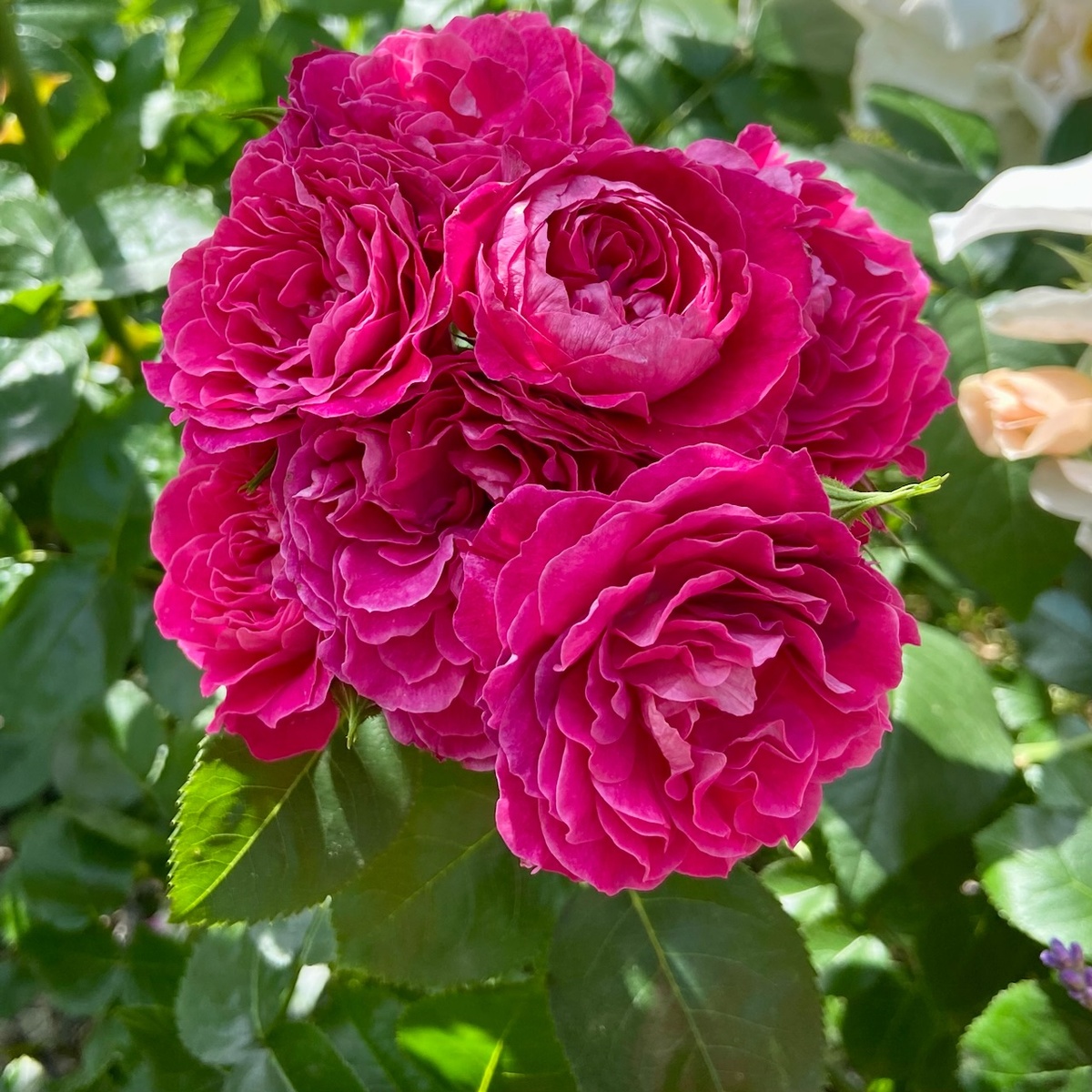 ‘Domain de St Jean de Beauregard’ (Домэн де Сен Жан де Борегар)