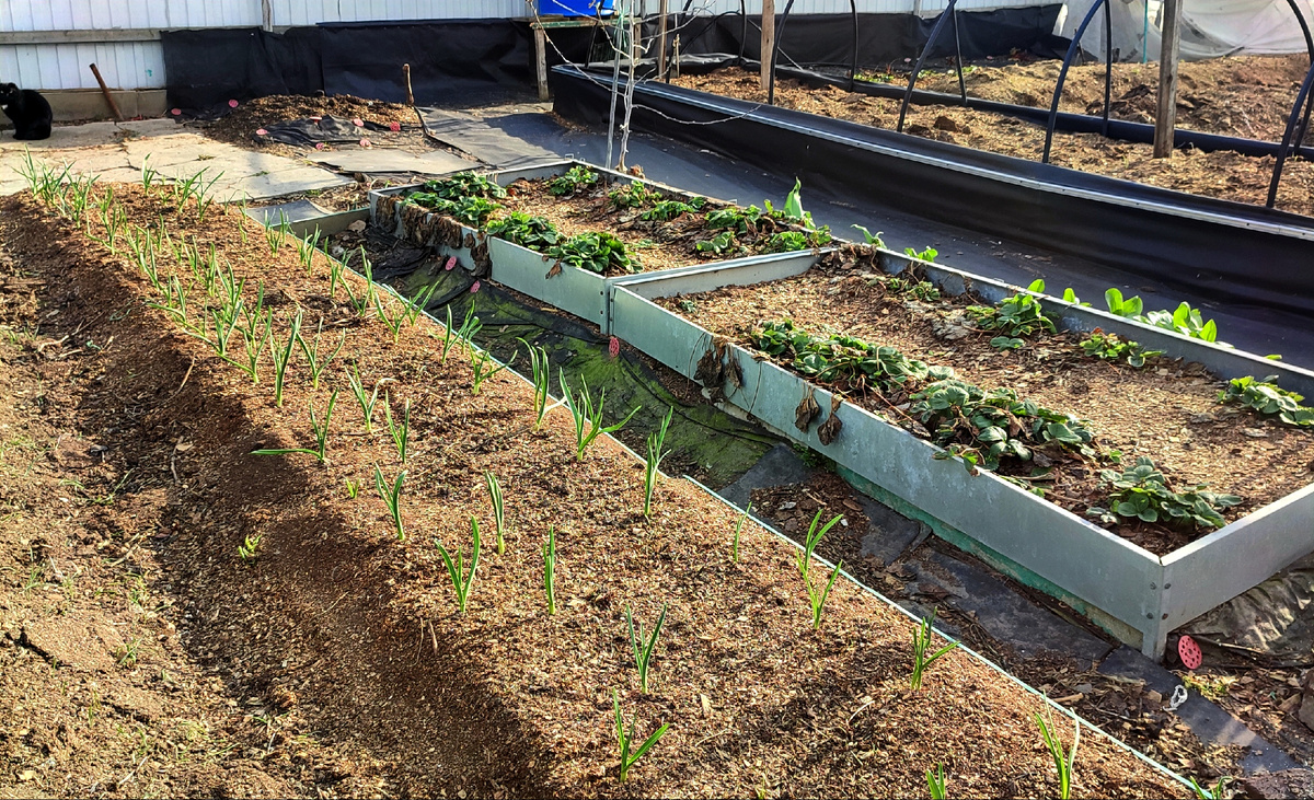 Чеснок под укрытием очень даже хорошо подрос