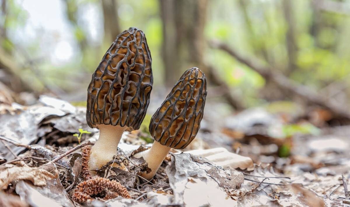    Фото: Shutterstock