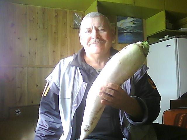 Дайкон сорт - Клык Слона