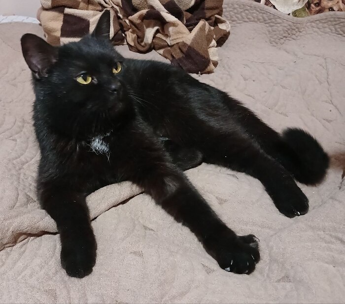 Багира-Марта