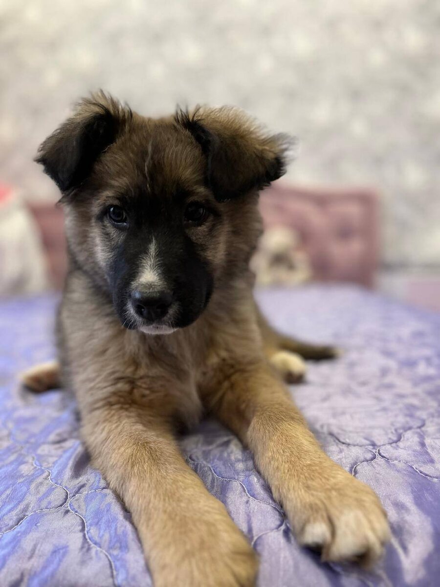 Печенька-Найда