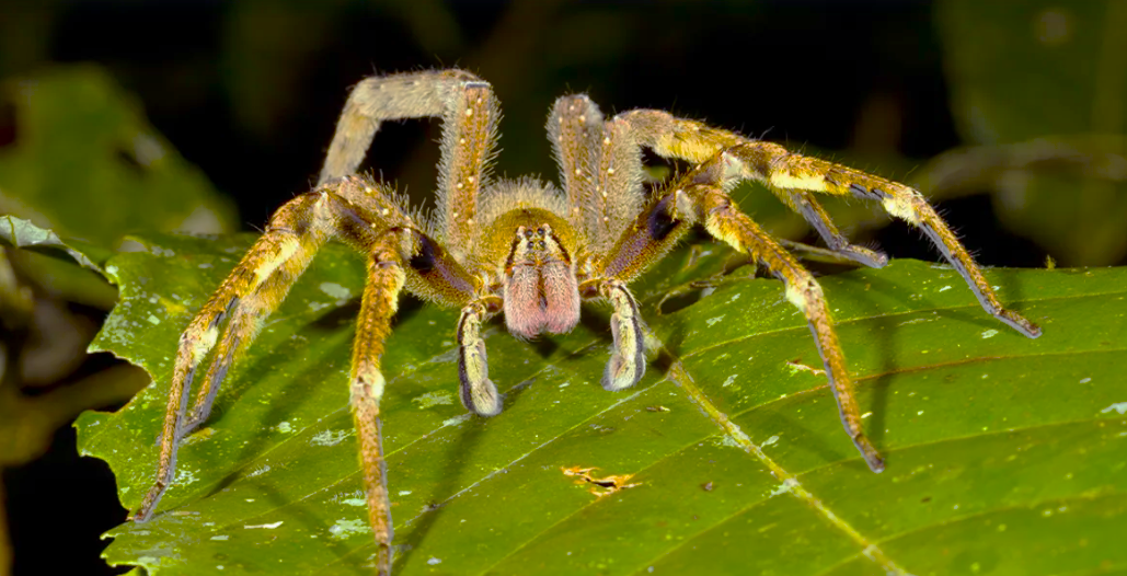 Это один из самых опасных видов пауков в мире.
