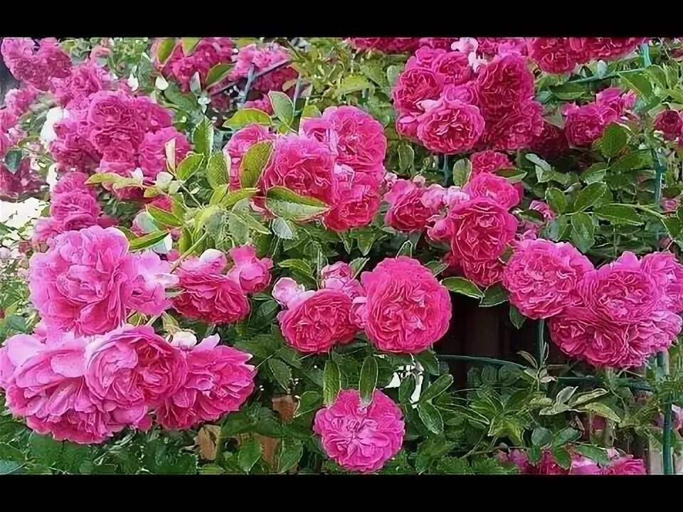 Пышное цветение роз