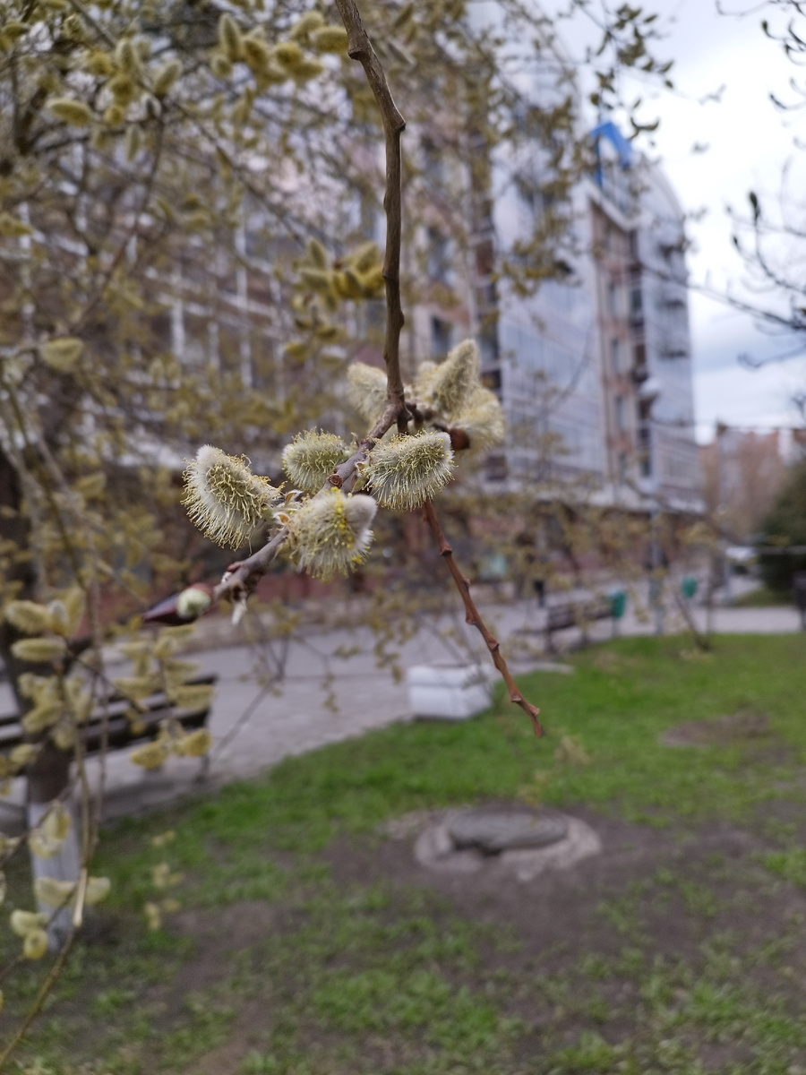Невзирая на холод, природа понемногу оживает. Фото из личного архива автора