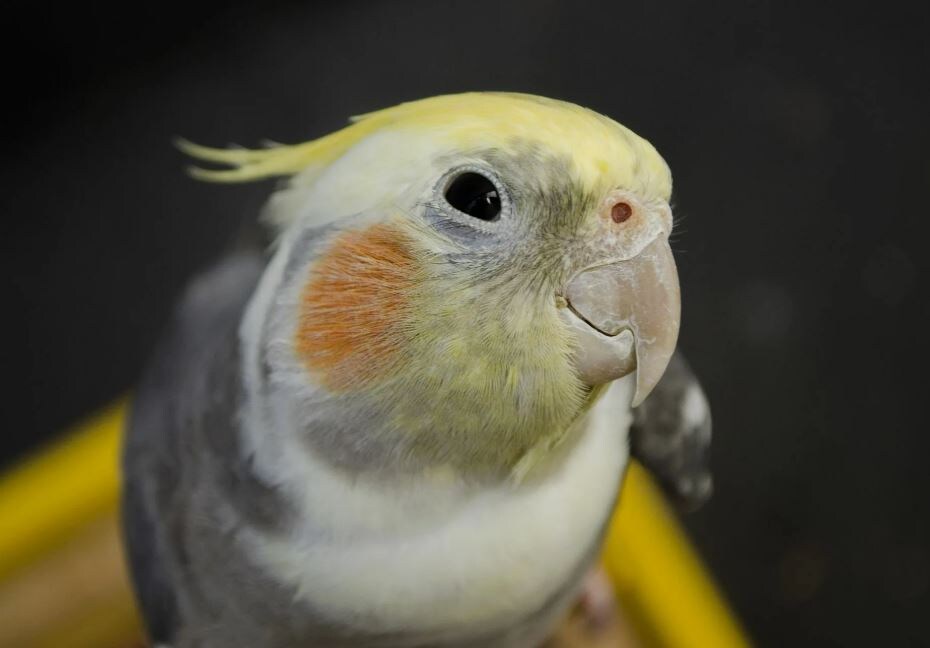 Точно корм вкусный? А если я попробую?