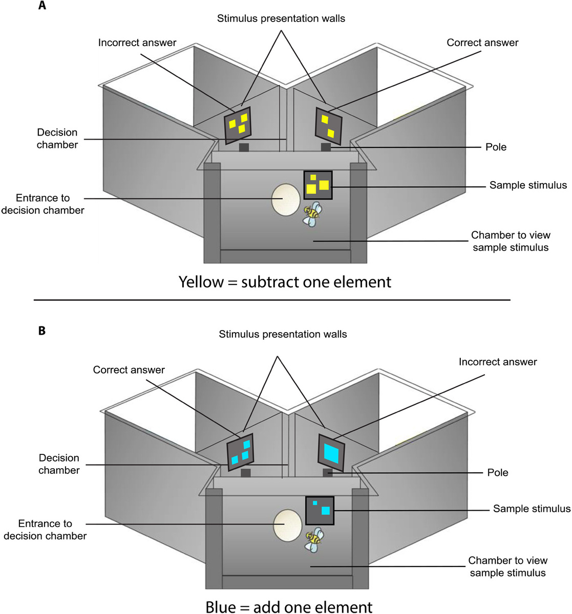 Рис. 1 Экспериментальный аппарат, используемый для обучения и тестирования свободно летающих пчёл на способность к сложению и вычитанию.
Настройка оборудования для испытаний на вычитание (A) и сложение (B). На схеме показаны части Y-образного лабиринта и расположение стимулов. Когда пчёлы видят жёлтый образец (A), они должны вычесть из него один элемент, а когда пчёлы видят синий образец (B), они должны прибавить к нему один элемент. (На этой схеме не видна входная стена в первую камеру).