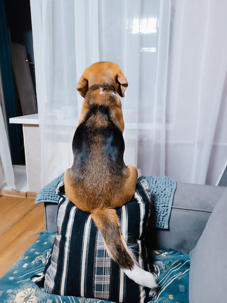 Выгорание по-собачьи