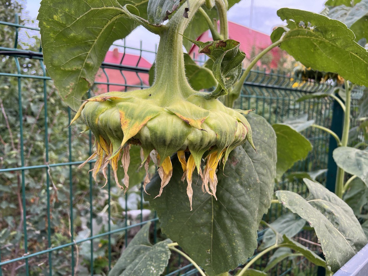 Фото автора канала Дом с кипарисами