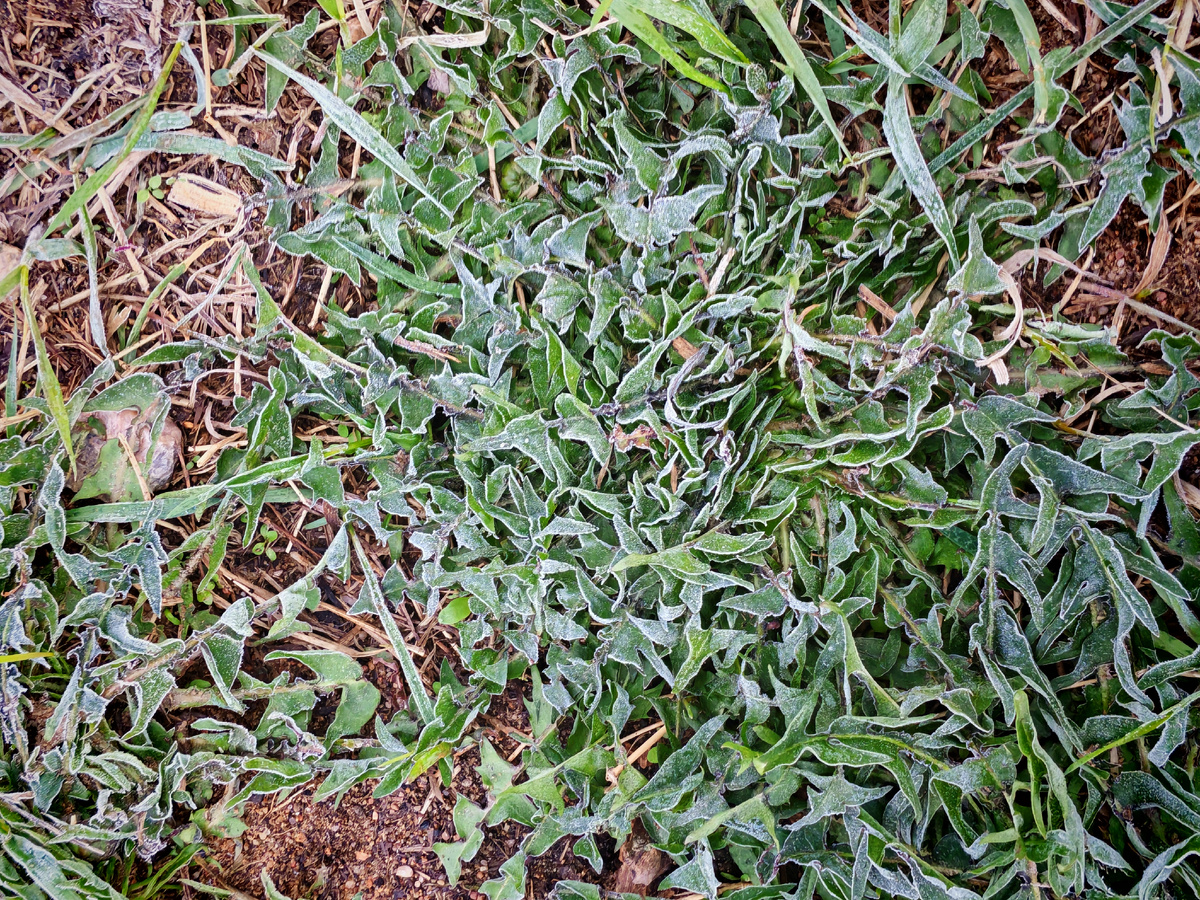 На траве иней, правда, местами. Машины тоже стоят заиндевевшие.