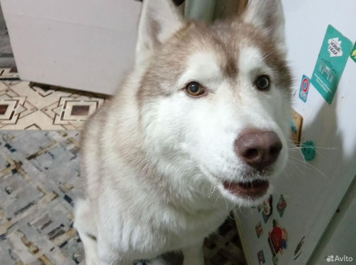    Хаски Жора бродил по Челябинску пять дней. Фото: сообщество ВК Потеряшка| Помощь животным (Челябинск)