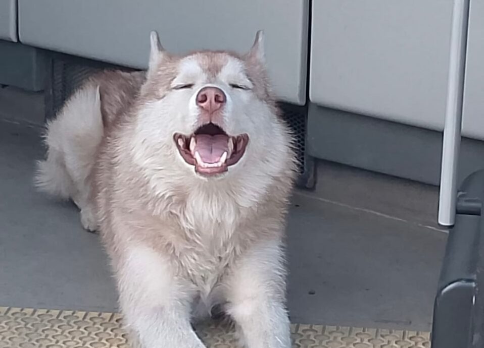    Пёс убежал от хозяев, сорвавшись с поводка. Фото: сообщество ВК Челябинский троллейбус