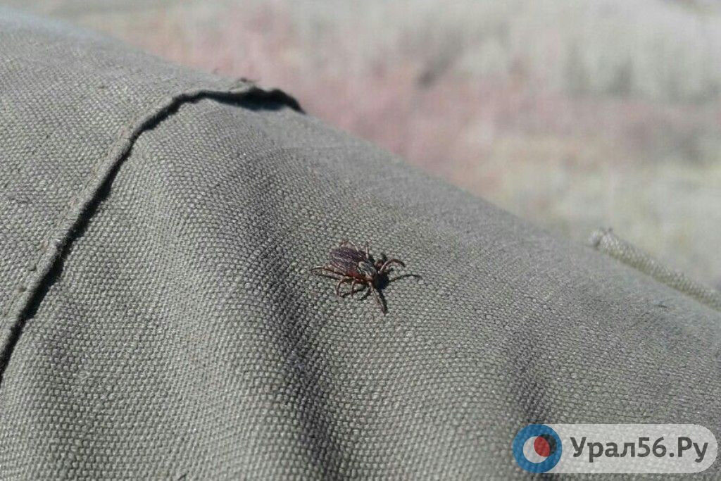    Где в Оренбургской области можно сдать клеща на анализ и сколько это стоит? Всего в регионе работает 4 пункта