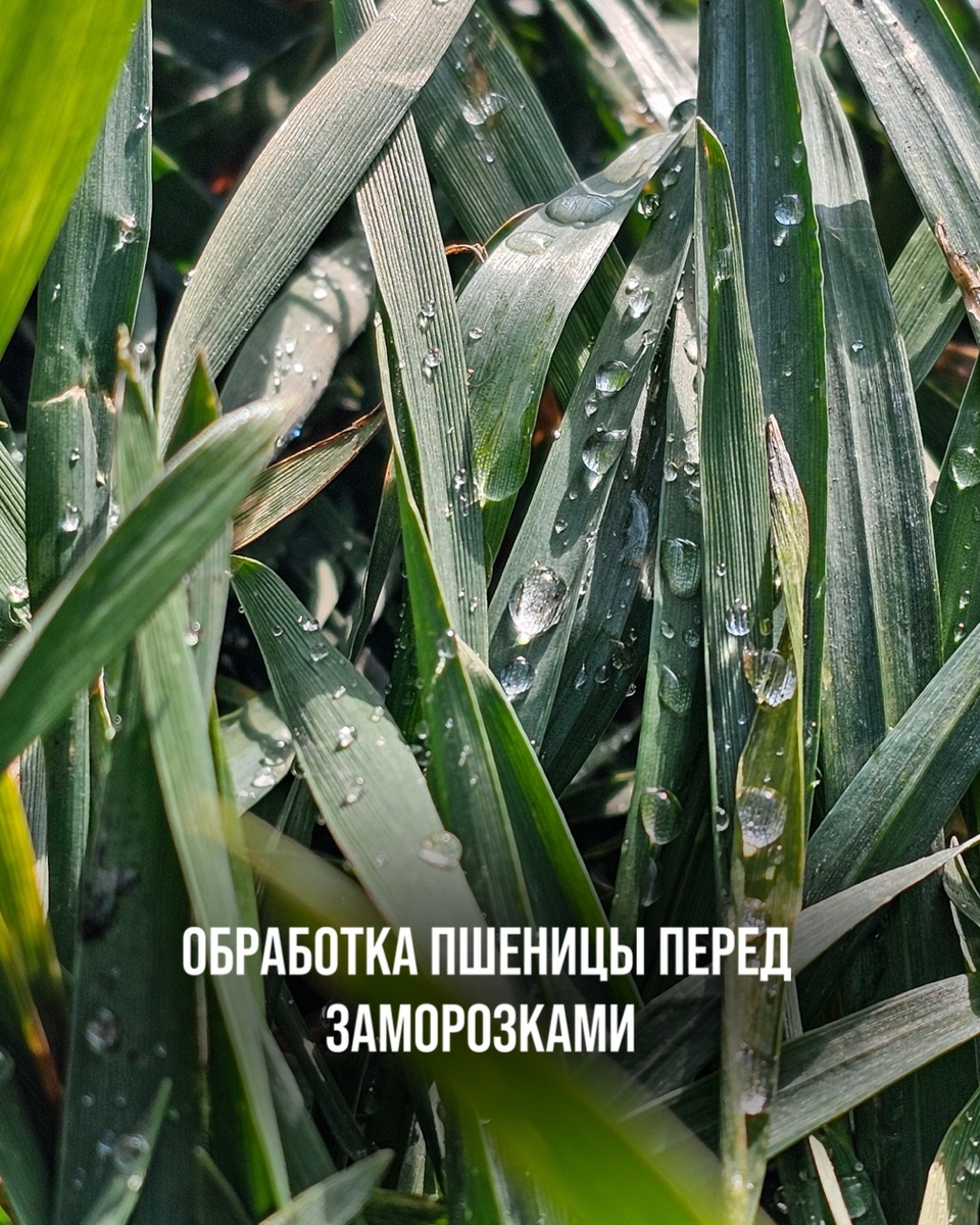 ЧЕМ БУДУ ОБРАБАТЫВАТЬ ПШЕНИЦУ ПЕРЕД ЗАМОРОЗКАМИ