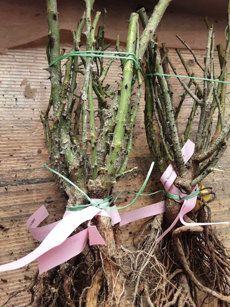 Все сорта роз можно купить в нашем интернет магазин – rozarium.biz