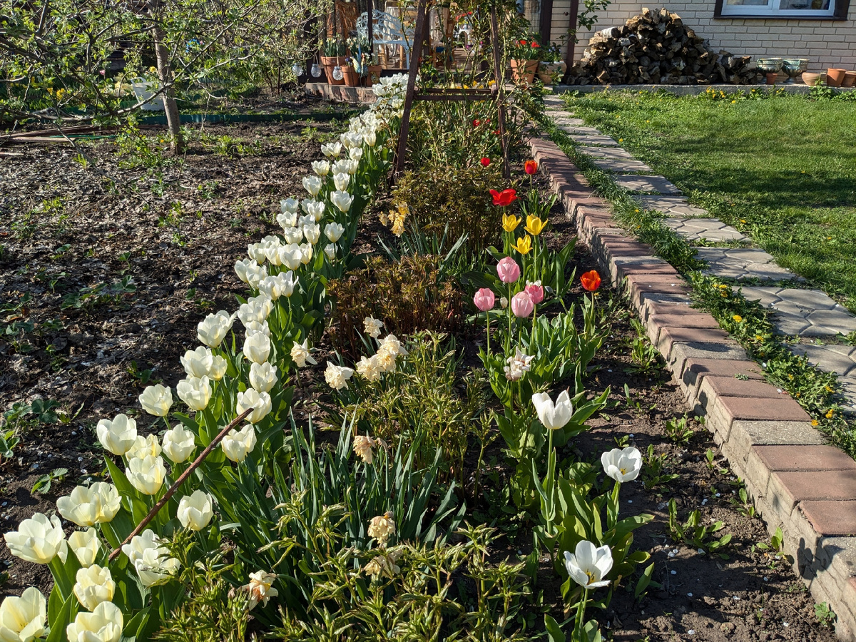 Всё готово, а в оставшуюся полоску земли перед кирпичами я подсаживаю на лето пеларгонии и алиссум