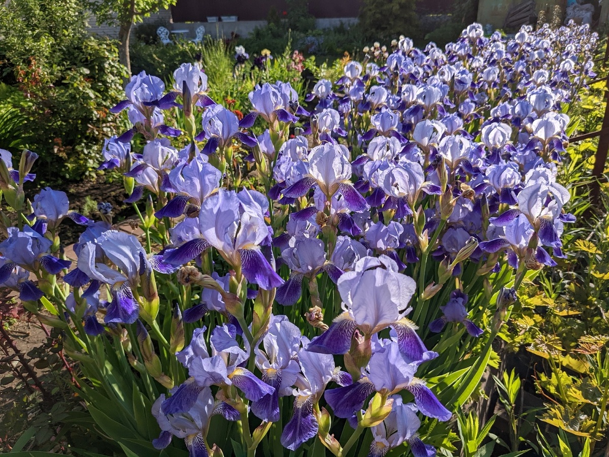 Простые ирисы в июне - достопримечательность моего сада