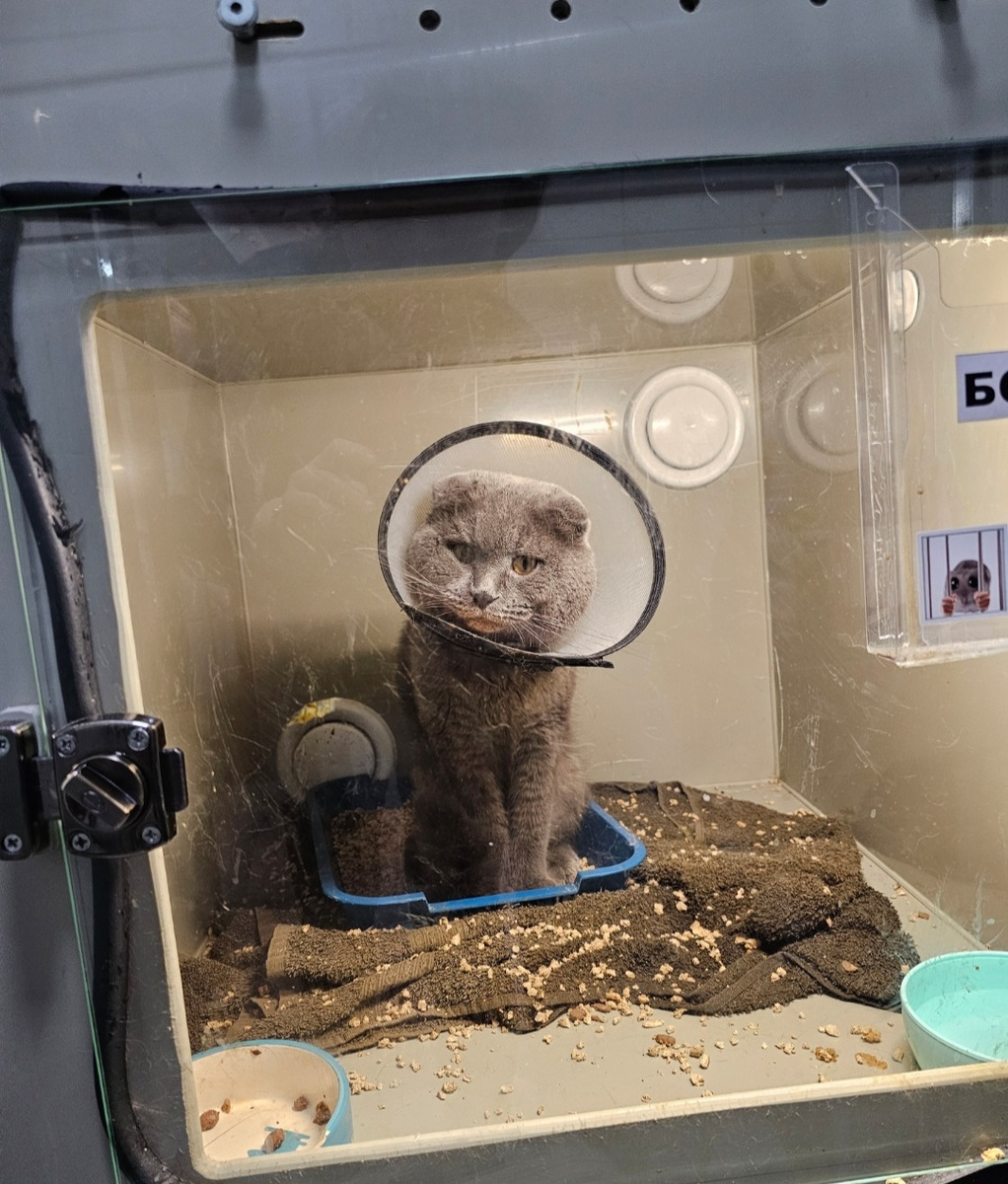 Ждет предателя