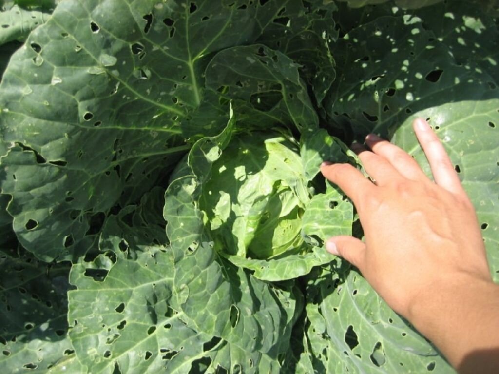 Такие отверстия на листьях капусты не сулят хорошего урожая