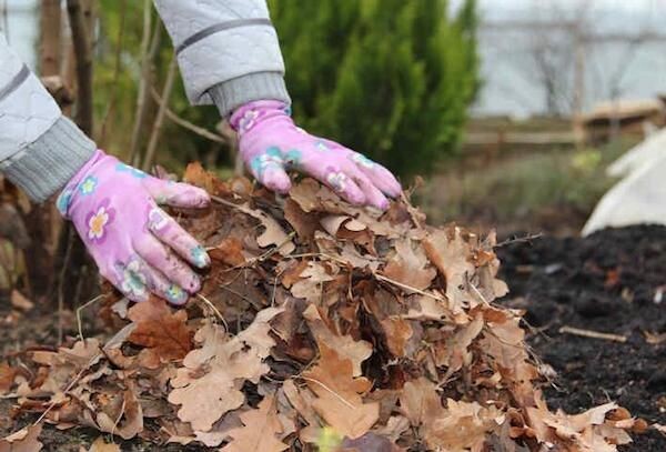 Лучше не оставлять на грядках ничего лишнего, чтобы не создавать себе в будущем дополнительных проблем