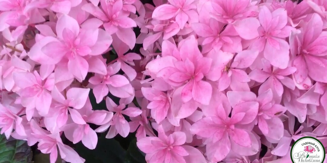 Как ухаживать за гортензией — любимицей сада