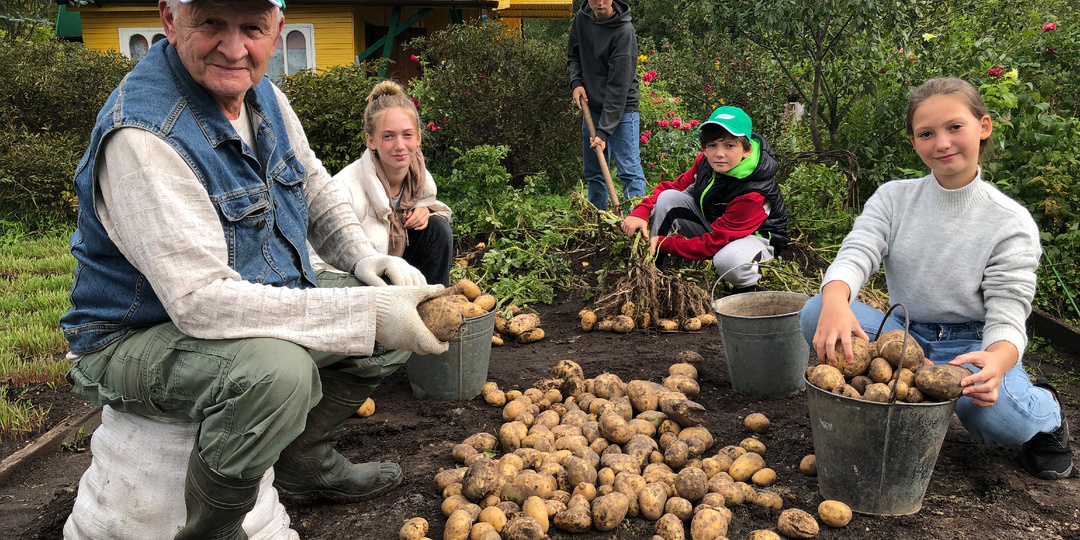 Удобрение для самого лучшего урожая картофеля.