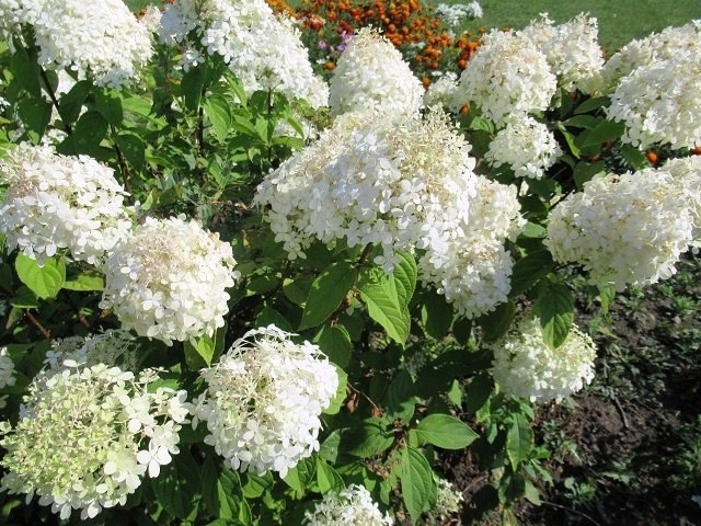 Чем подкормить гортензию весной для роста в апреле, чтобы получить пышный куст с шапками цветов летом