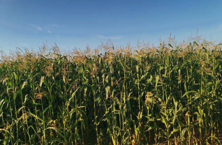    Геномное вычислительное прогнозирование сельхозкультур окажет революционное влияние на селекцию и точное земледелие