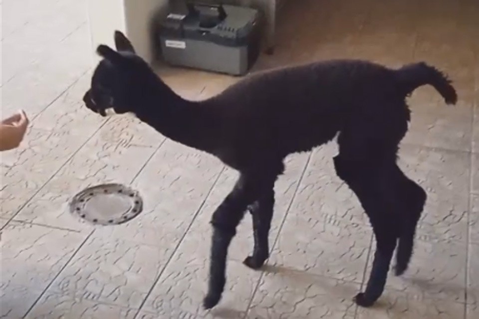    Зоопарк Гродно показал малыша альпаки, которого удалось выходить ветеринарам. Кадр видео