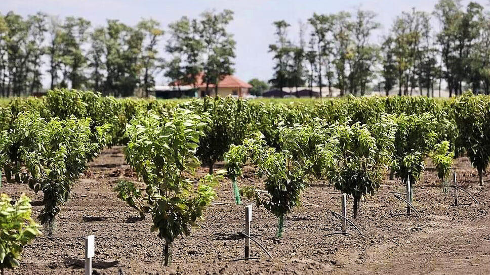 Фото: Пресс-служба администрации Краснодарского края