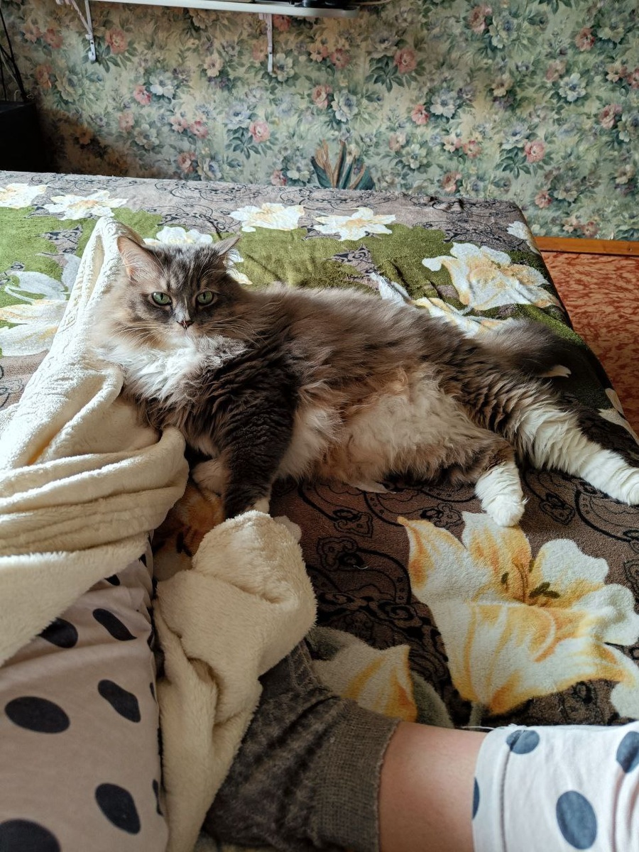 Всё отлично, он абсолютно счастлив и, по признанию хозяев, жизнь без Соломона они уже не представляют!