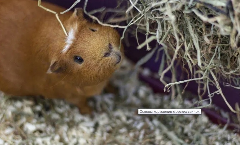 Могут ли морские свинки есть мандарины, апельсины и лимон