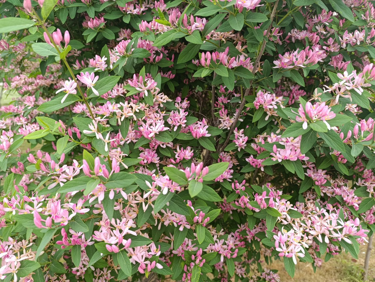 жимилость татарская