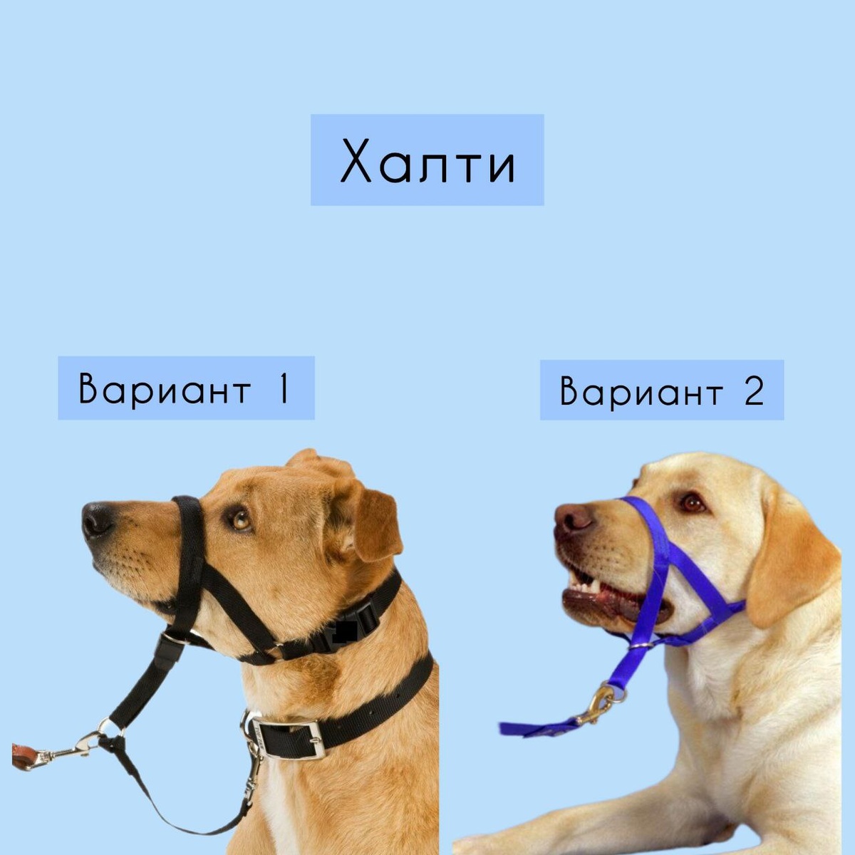 Халти (недоуздок)