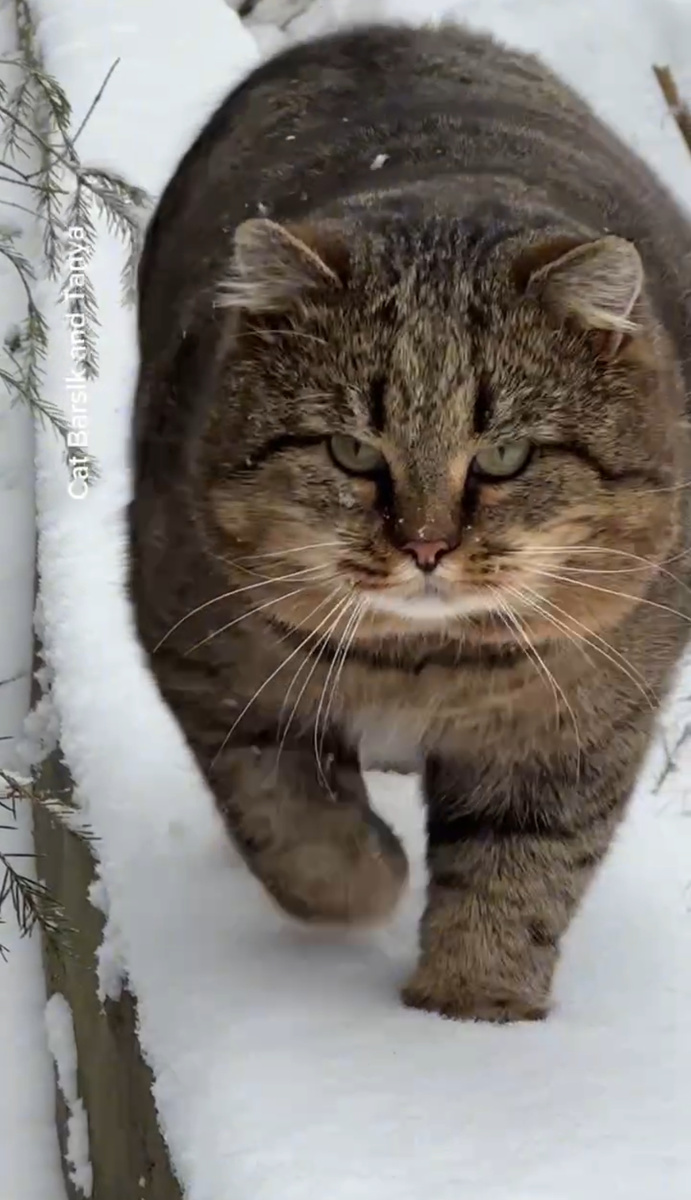 Лесной европейский кот