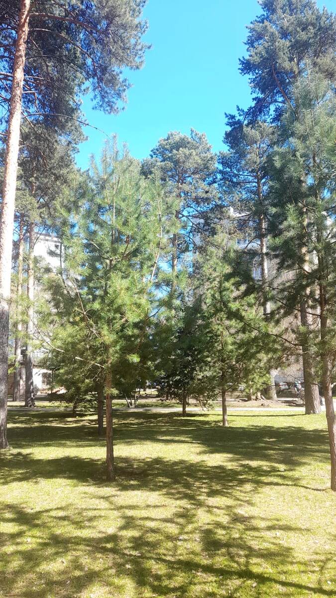 И в парке нет снега,                        ........................................фото автора