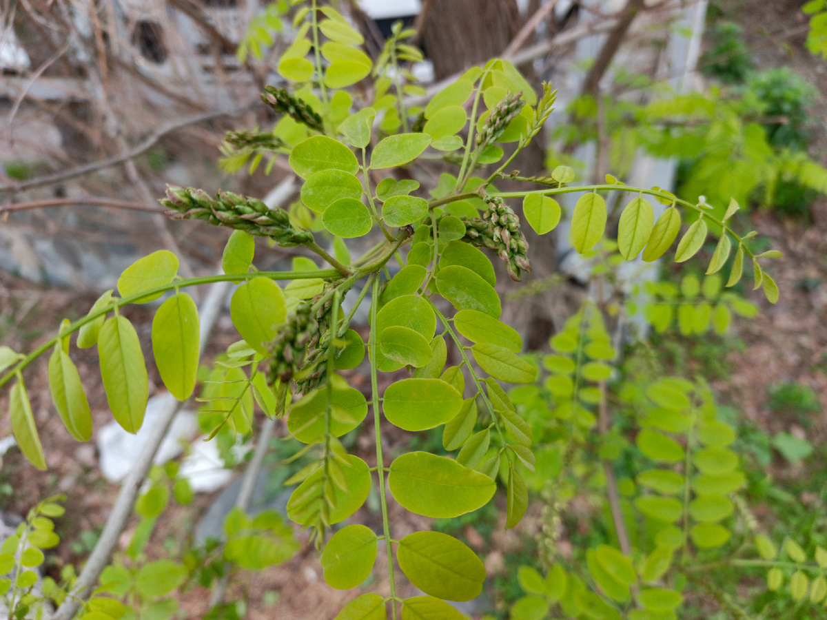 Имеретинка, Белая Акация вот-вот расцветет, конец апреля 2025 г.