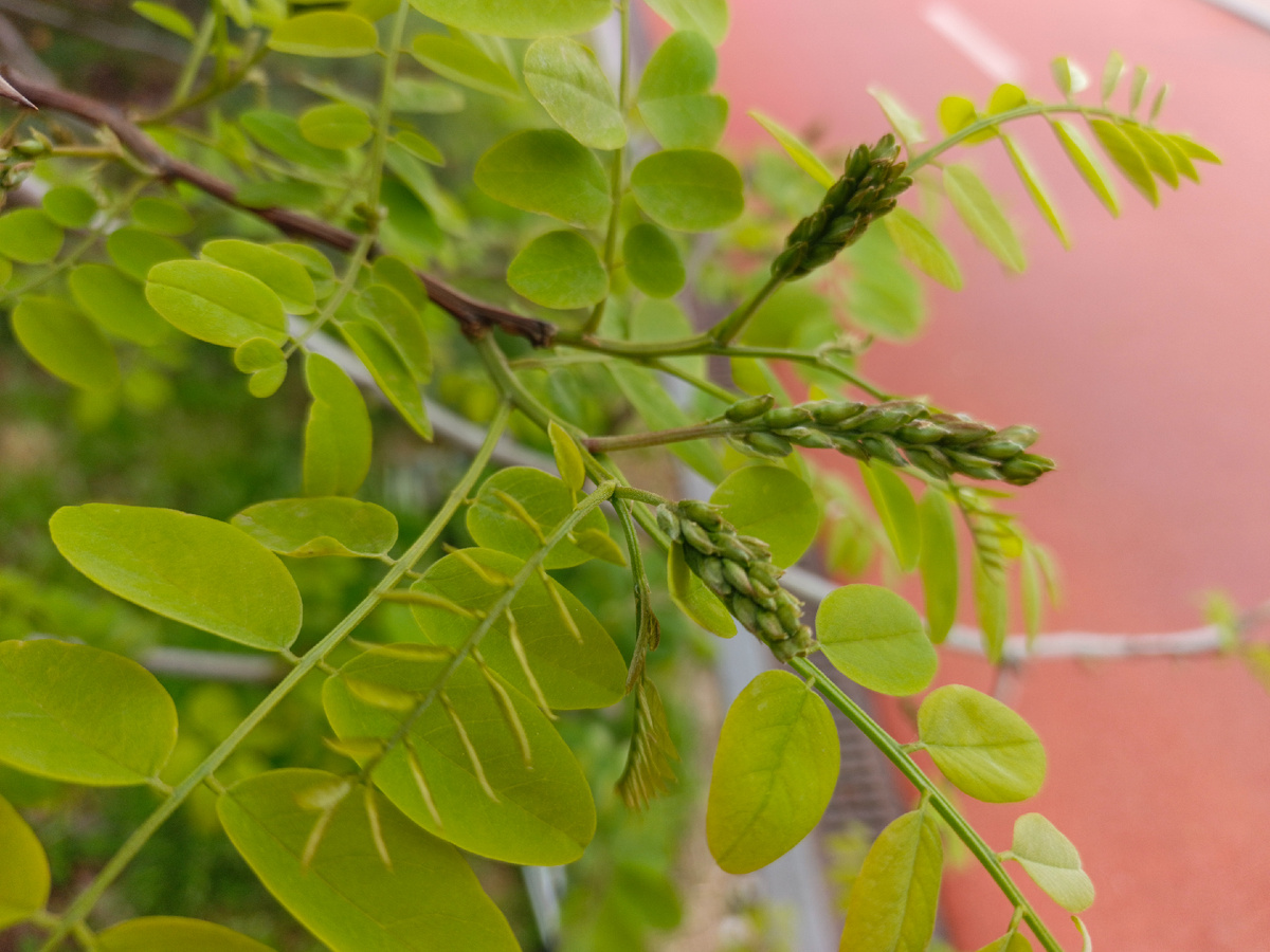 Имеретинка, Белая Акация вот-вот расцветет, конец апреля 2025 г.