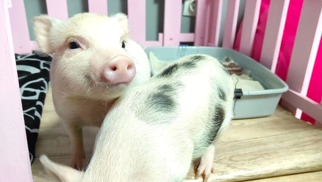     Источник: vk.com/minipigskrsk