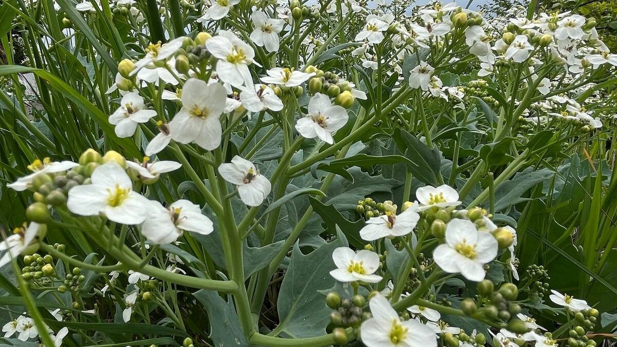    Фото: t.me/sochigeograf