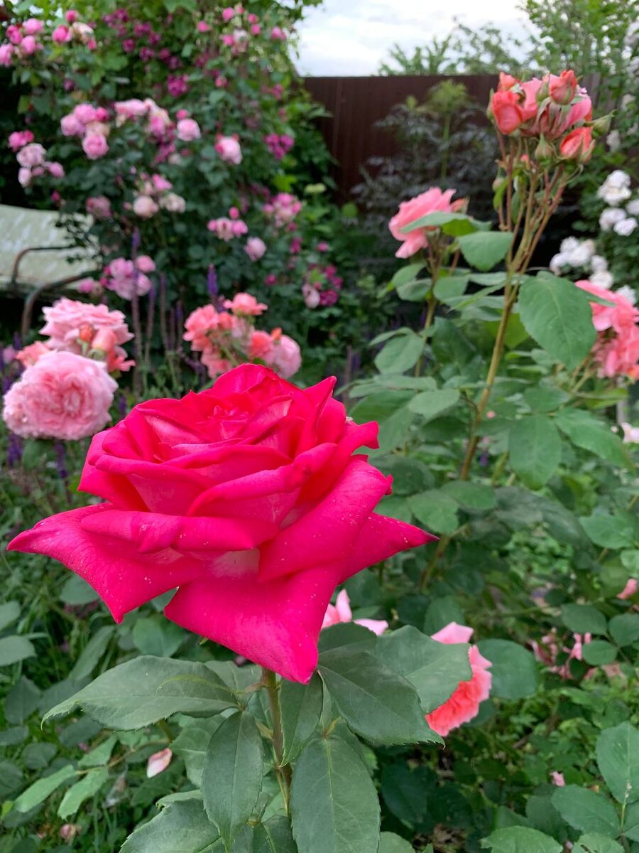 Чайно-гибридная роза