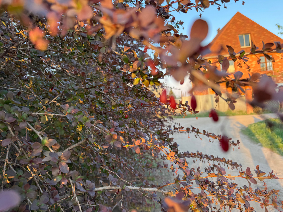 Ягоды с прошлого года 