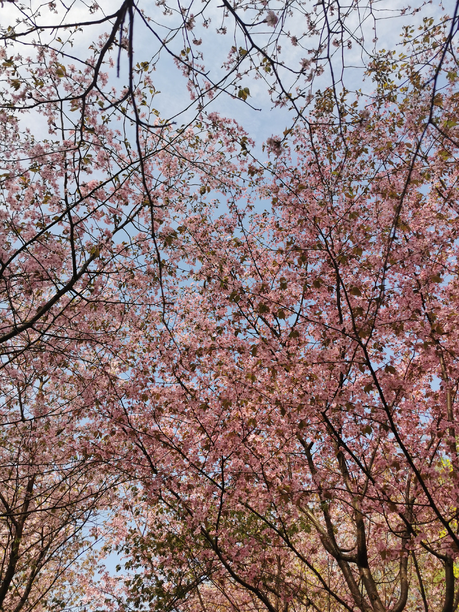 Сакура цветёт