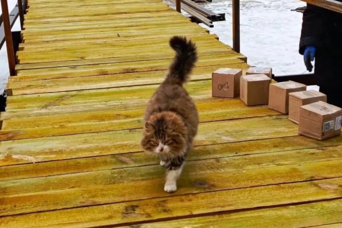    Когда мост был готов, первым проверять его пришёл большой рыжий кот.