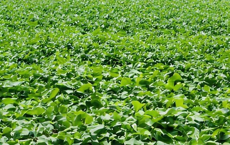    Где в соевом поле может появиться угольная гниль при наступлении жары