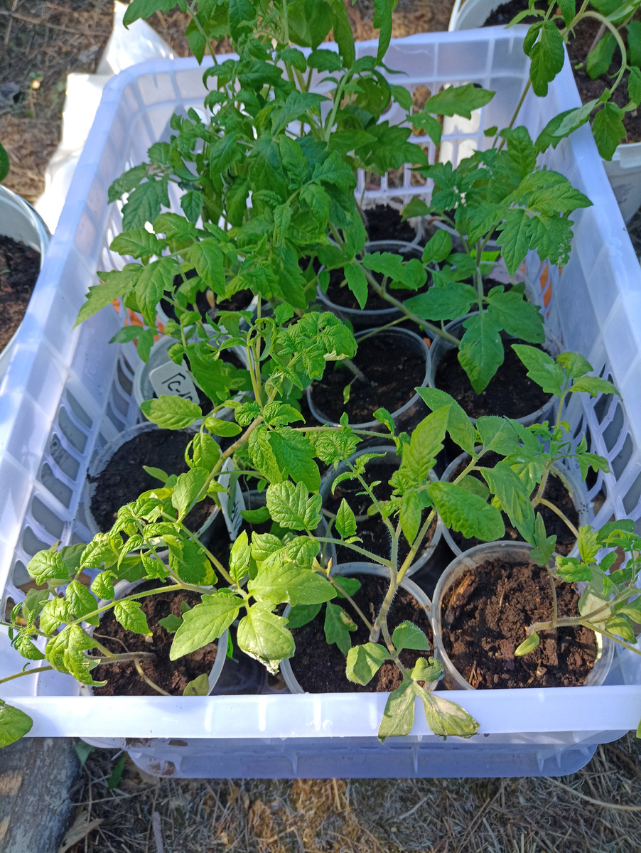 30 мая 2024 года, Афродита