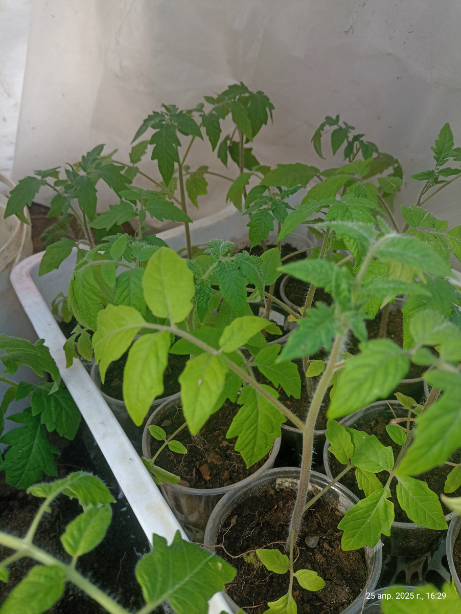 Моё , сегодня