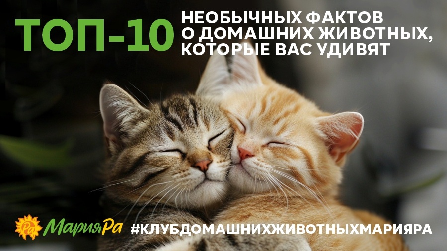 (И да — после прочтения вы начнёте смотреть на своего кота с уважением, а на хомяка — с опаской)