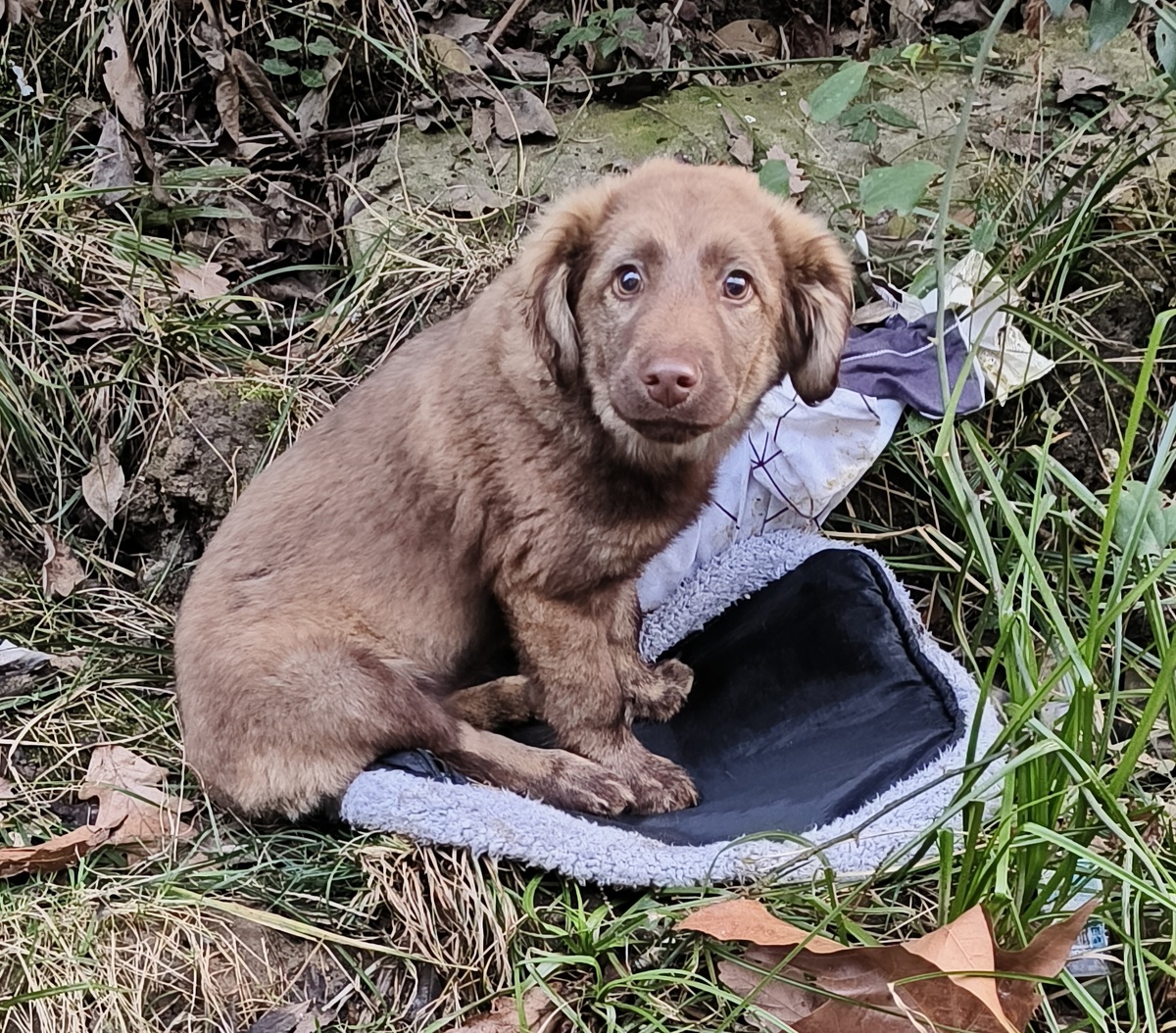 Щенка Брауни выкинули у дороги 