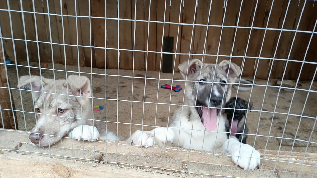 Щенки Миа, Эва, Арес.  Разве можно их приговорить к смерти?!